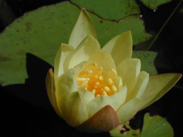 Nymphaea mexicana (Yellow waterlily) #12345