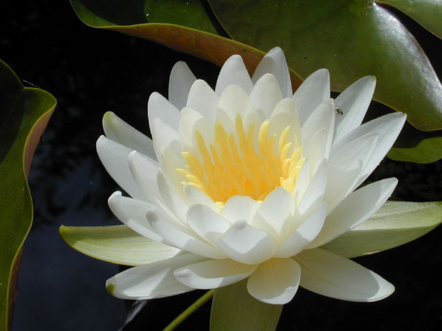 Nymphaea odorata (American white water-lily) #12347