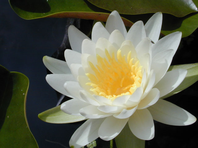 Nymphaea odorata (American white water-lily) #12348