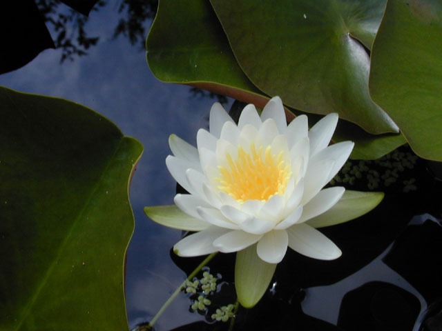 Nymphaea odorata (American white water-lily) #12349