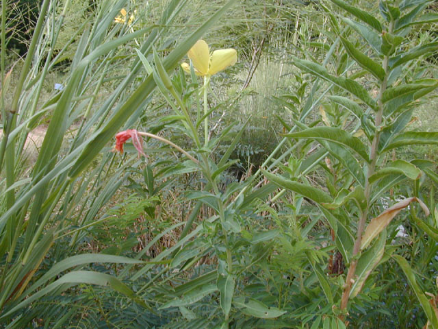 Oenothera jamesii (Trumpet evening-primrose) #12373