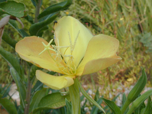 Oenothera jamesii (Trumpet evening-primrose) #12374