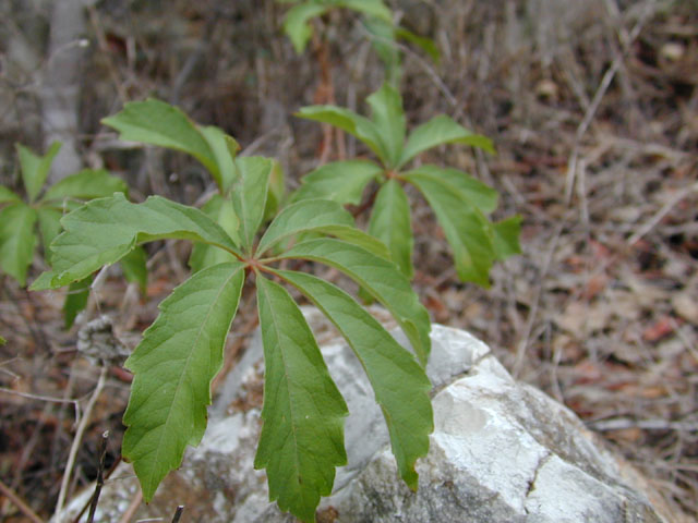 Parthenocissus heptaphylla (Sevenleaf creeper) #12739