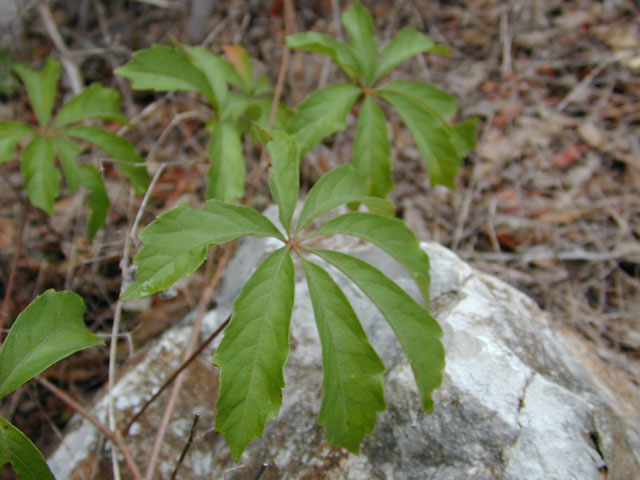 Parthenocissus heptaphylla (Sevenleaf creeper) #12740