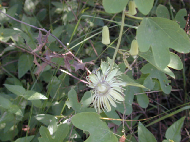 Passiflora affinis (Bracted passionflower) #12398