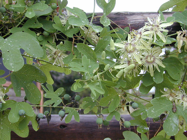 Passiflora affinis (Bracted passionflower) #12402