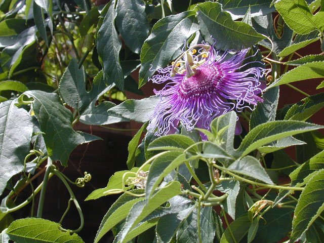 Passiflora incarnata (Maypop) #12421