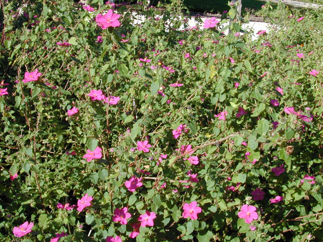 Pavonia lasiopetala (Rock rose) #12288