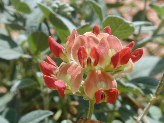Pediomelum rhombifolium (Gulf indian breadroot) #12073