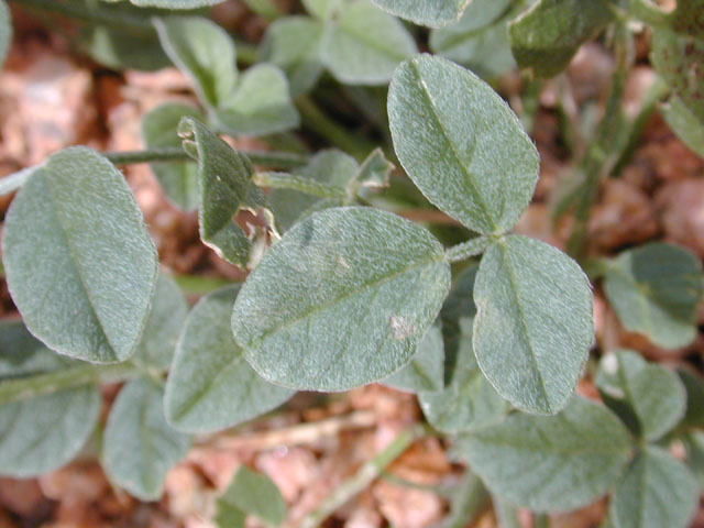 Pediomelum rhombifolium (Gulf indian breadroot) #12075