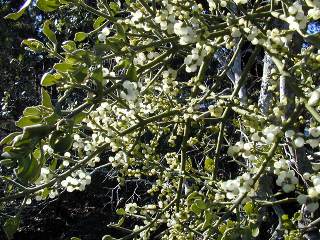 Phoradendron tomentosum (Christmas mistletoe) #12732