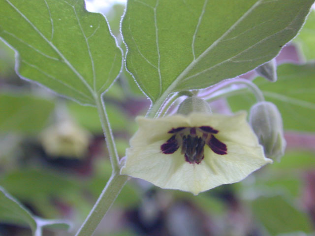 Physalis cinerascens var. cinerascens (Smallflower groundcherry) #12643