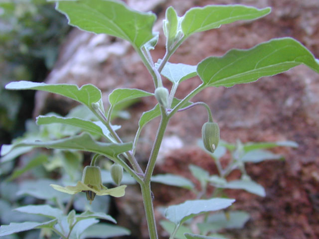 Physalis cinerascens var. cinerascens (Smallflower groundcherry) #12644