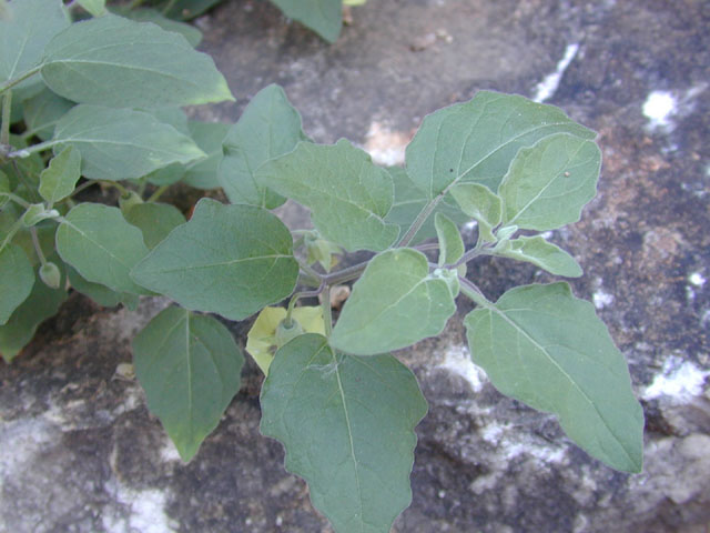 Physalis cinerascens var. cinerascens (Smallflower groundcherry) #12646