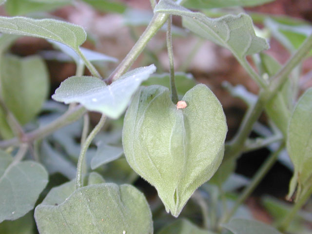 Physalis cinerascens var. cinerascens (Smallflower groundcherry) #12647