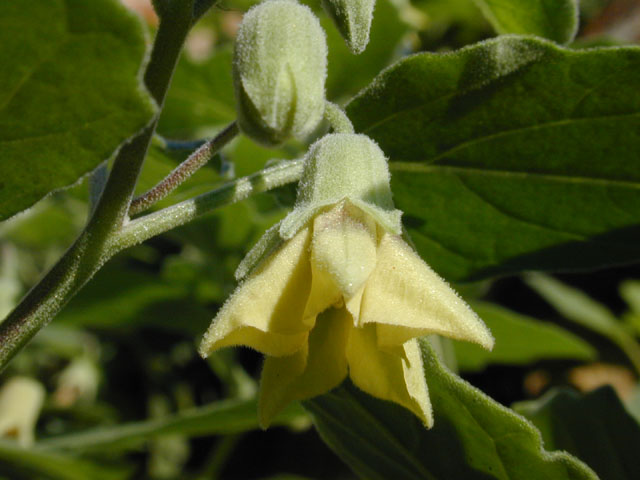 Physalis cinerascens var. cinerascens (Smallflower groundcherry) #12651
