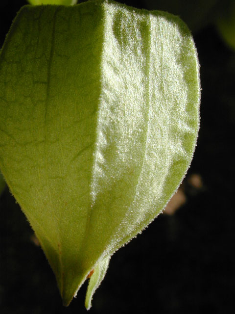 Physalis cinerascens var. cinerascens (Smallflower groundcherry) #12652