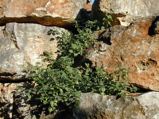 Physalis cinerascens var. cinerascens (Smallflower groundcherry) #12657