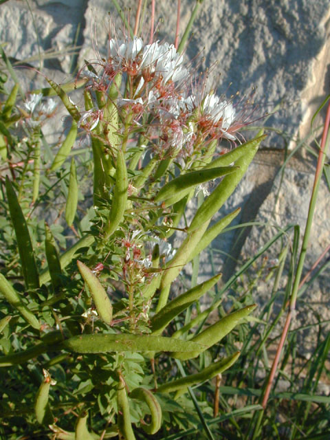 Polanisia dodecandra ssp. trachysperma (Sandyseed clammyweed) #11920