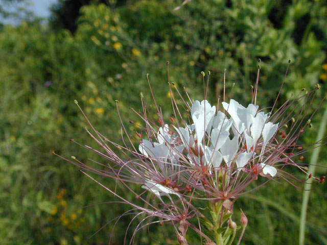 Polanisia dodecandra ssp. trachysperma (Sandyseed clammyweed) #11922