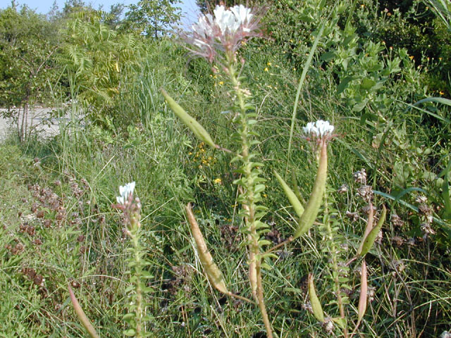 Polanisia dodecandra ssp. trachysperma (Sandyseed clammyweed) #11923