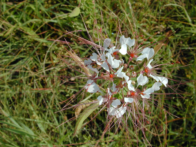 Polanisia dodecandra ssp. trachysperma (Sandyseed clammyweed) #11924