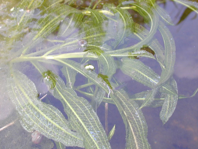 Potamogeton illinoensis (Illinois pondweed) #12498