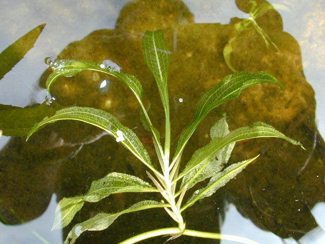 Potamogeton illinoensis (Illinois pondweed) #12500