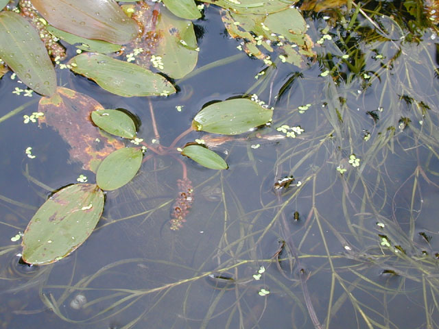 Potamogeton nodosus (Longleaf pondweed) #12502