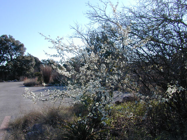 Prunus mexicana (Mexican plum) #12567