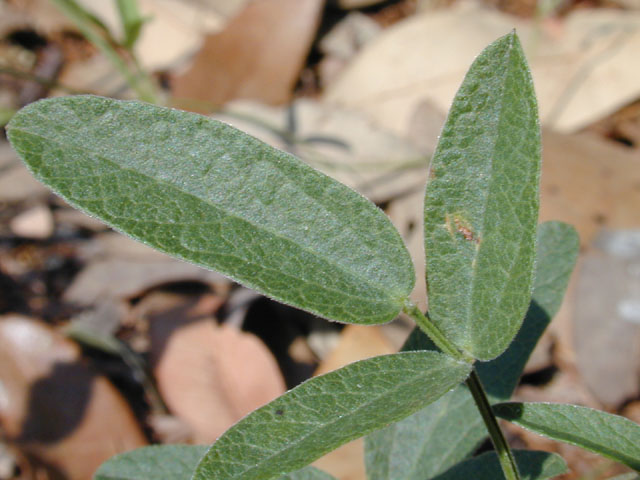 Rhynchosia senna var. texana (Texas snout-bean) #12082