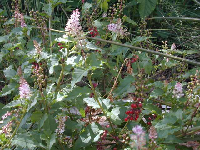 Rivina humilis (Pigeonberry) #12429
