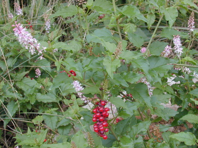 Rivina humilis (Pigeonberry) #12431