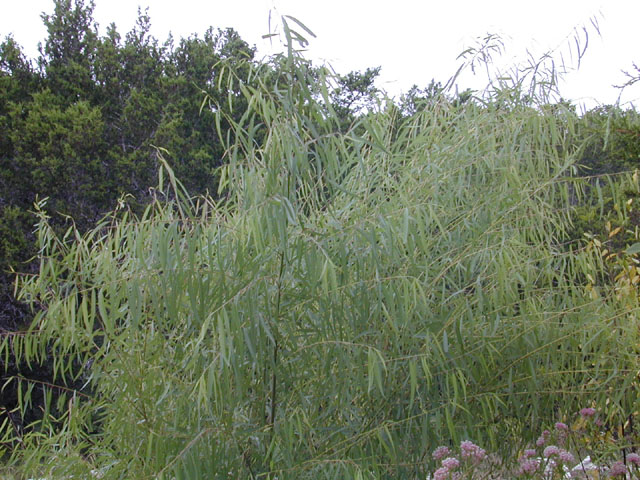 Salix nigra (Black willow) #12591