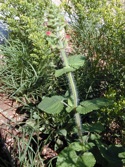Salvia coccinea (Scarlet sage) #12147