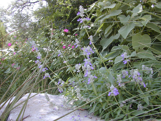 Salvia farinacea (Mealy blue sage) #12148