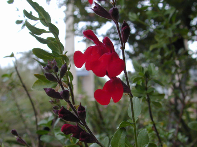 Salvia greggii (Autumn sage) #12152