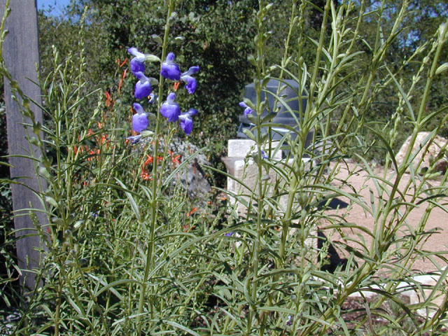 Salvia reptans (Slenderleaf sage) #12159