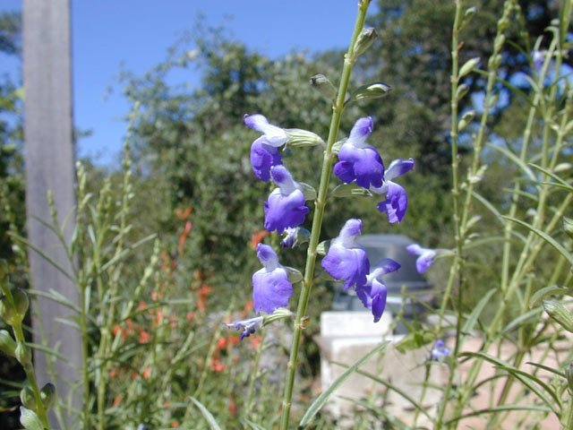 Salvia reptans (Slenderleaf sage) #12161