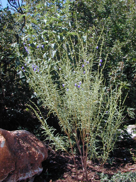 Salvia reptans (Slenderleaf sage) #12162