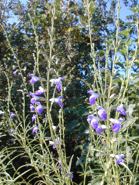 Salvia reptans (Slenderleaf sage) #12166