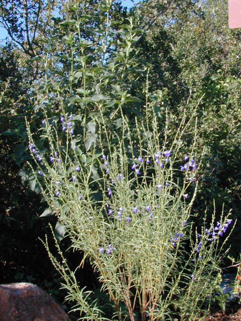 Salvia reptans (Slenderleaf sage) #12167