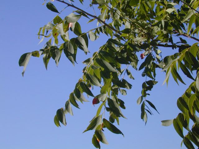 Sapindus saponaria var. drummondii (Western soapberry) #12592