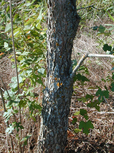 Sapindus saponaria var. drummondii (Western soapberry) #12593