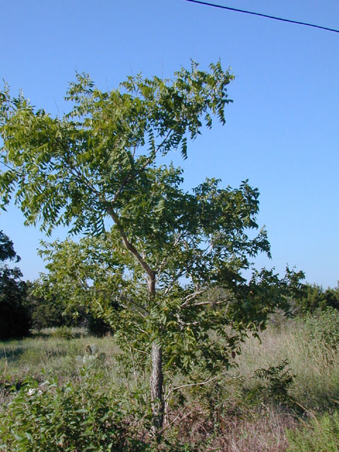 Sapindus saponaria var. drummondii (Western soapberry) #12594