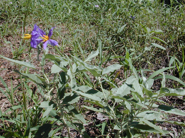 Solanum elaeagnifolium (Silverleaf nightshade) #12659