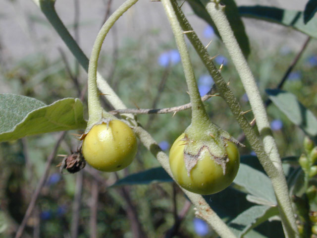 Solanum elaeagnifolium (Silverleaf nightshade) #12660