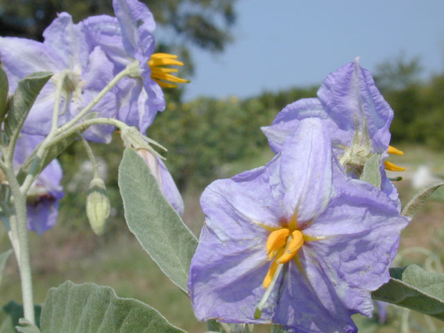 Solanum elaeagnifolium (Silverleaf nightshade) #12662