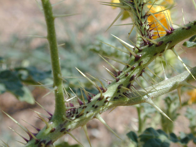 Solanum rostratum (Buffalo bur) #12669