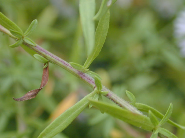 Symphyotrichum praealtum (Willowleaf aster) #11771